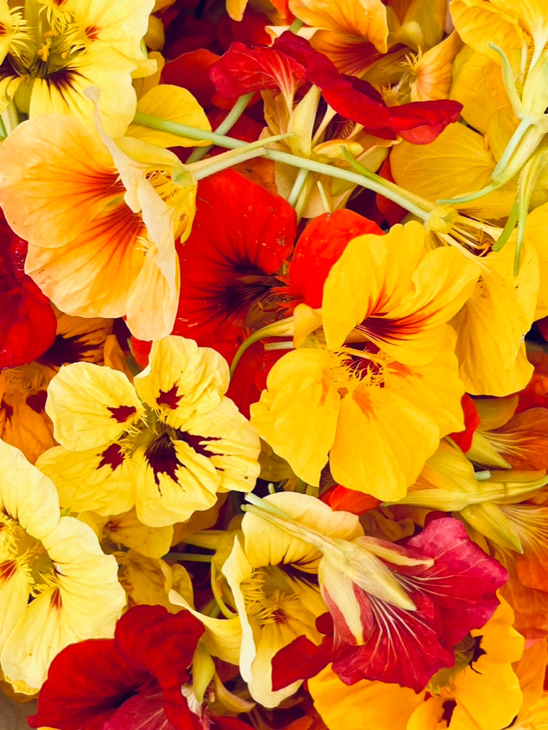 12.juni 2025 - Urte- og blomsterkundskab i køkkenet